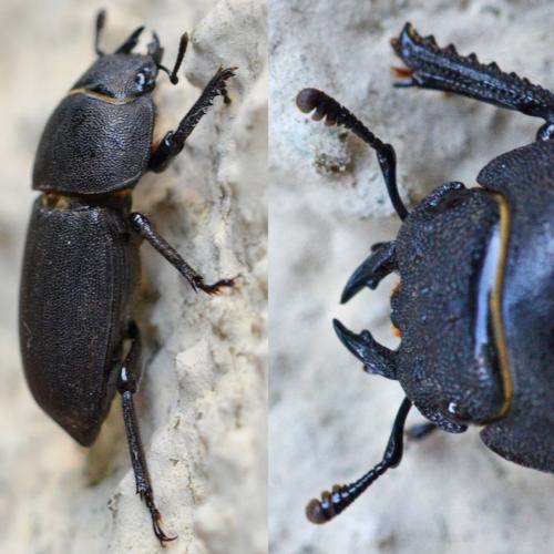 Réf. 284 518 : Dorcus parallelipipedus
